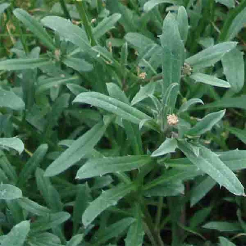 Erysimum Jubilee Gold – Muurbloem (Foliage)