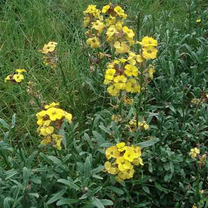 Erysimum Jubilee Gold – Muurbloem (Plant habit)