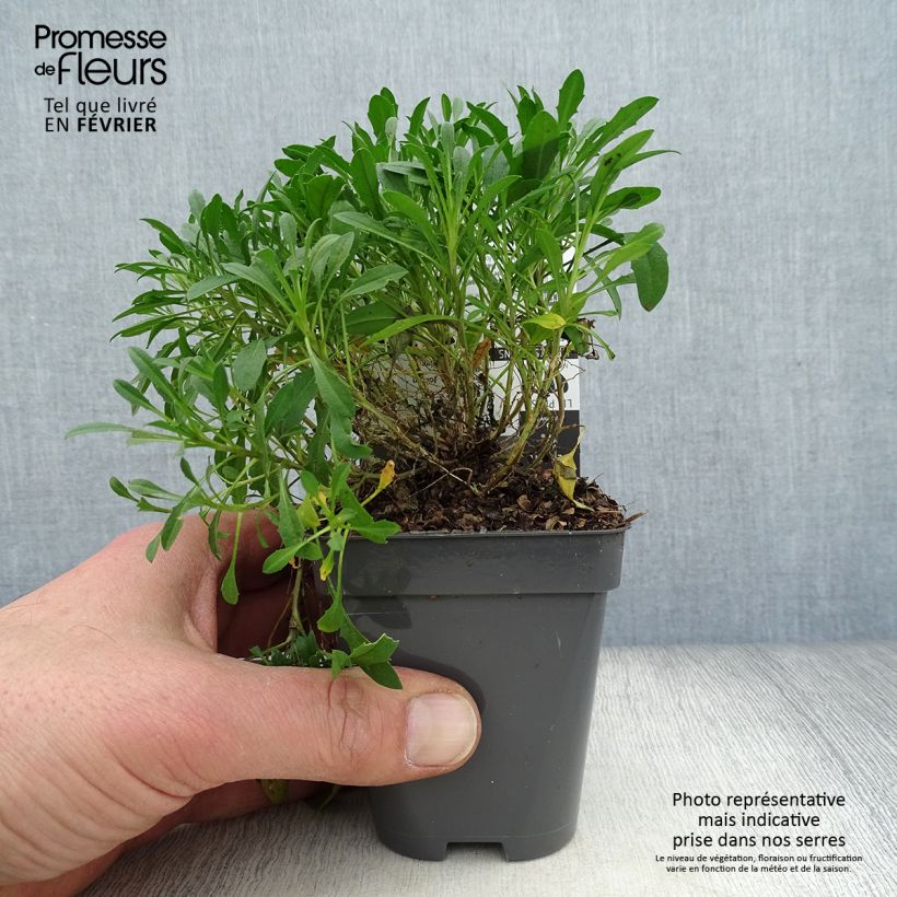 Example of Erysimum Jubilee Gold - Fausse giroflée Kweekpotje van 8/9 cm as you get in hiver