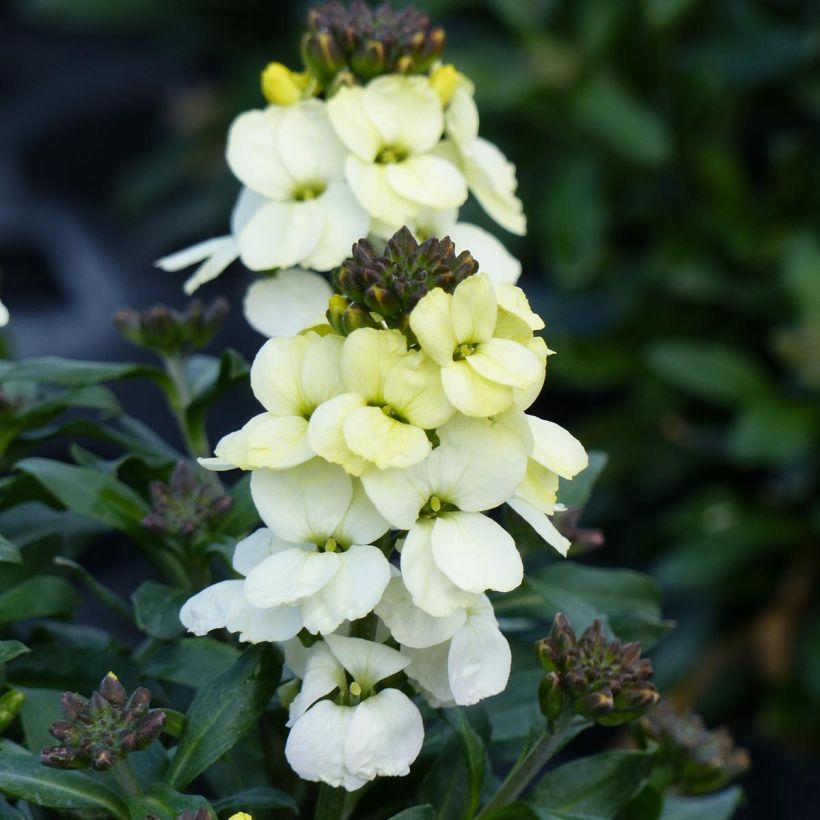 Erysimum Rysi Moon – Muurbloem (Bloei)