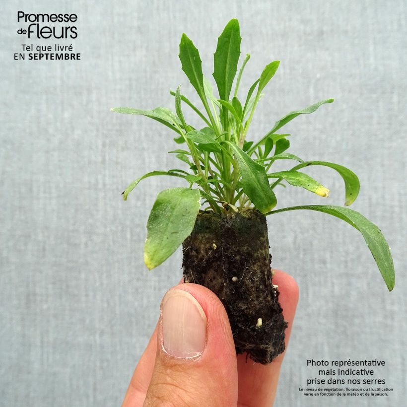 Exemplaar van Erysimum allionii Zwerg Mango – Muurbloem Mini-mot Ø 3/4 cm zoals geleverd in de herfst