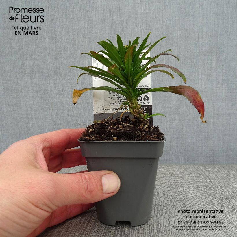 Example of Erysimum alpinum - Fausse giroflée des Alpes Kweekpotje van 8/9 cm as you get in hiver