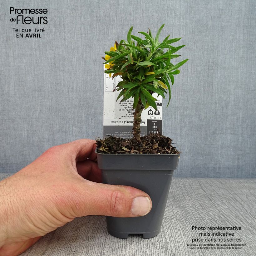 Exemplaar van Erysimum alpinum – Steenraket Kweekpotje van 8/9 cm zoals geleverd in de lente