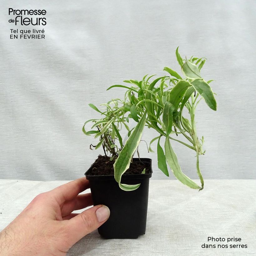 Exemplaar van Erysimum linifolium Variegatum – Steenraket Kweekpotje van 8/9 cm zoals geleverd in de winter