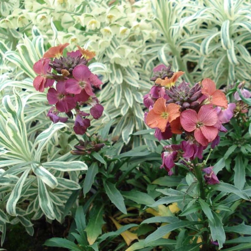 Erysimum Constant Cheer – Muurbloem (Plant habit)