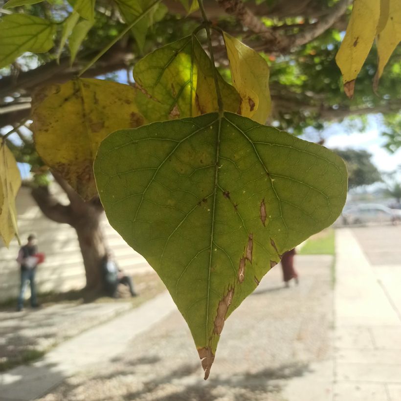 Erythrina caffra - Koraalboom (Blad)