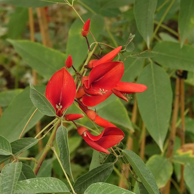 Erythrina crista-galli Compacta - Koraalstruik (Bloei)