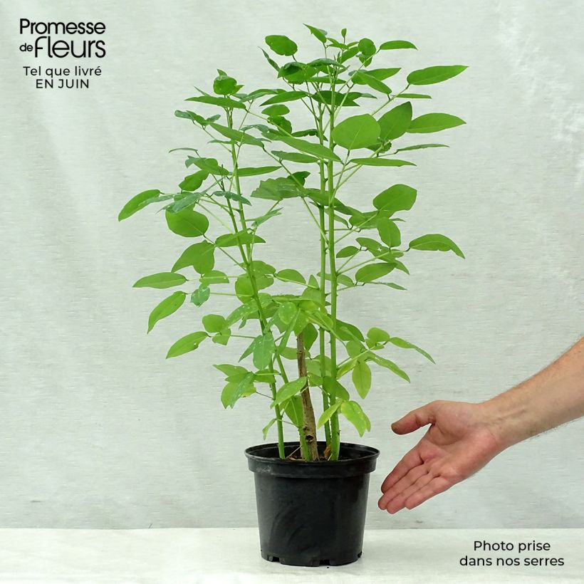 Exemplaar van Erythrina crista-galli - Koraalstruik Pot van 2 l/3 l zoals geleverd in de zomer