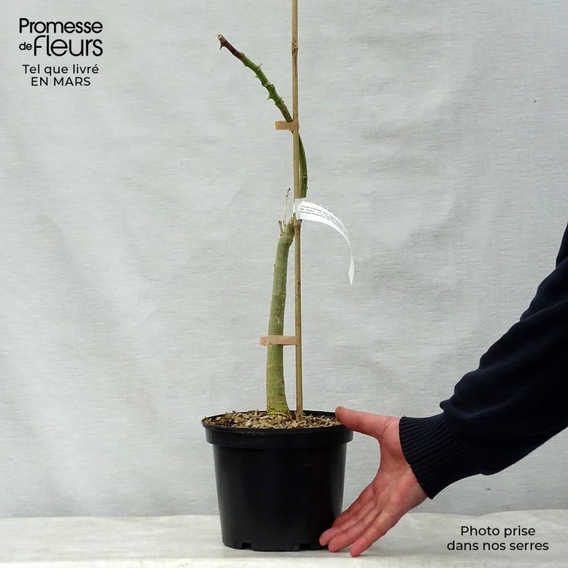 Exemplaar van Erythrina crista-galli - Koraalstruik Pot van 2 l/3 l zoals geleverd in de lente