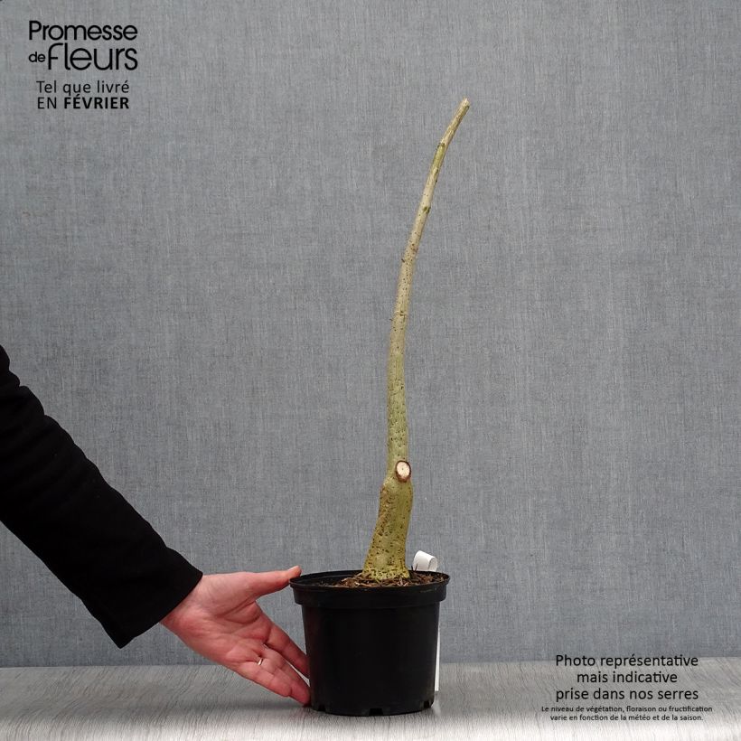 Example of Erythrina crista-galli - Erythrine Crête-de-coq. Pot van 2 l/3 l as you get in hiver