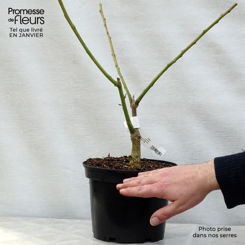 Example of Erythrina crista-gallii Compacta - Erythrina crista-gallii Compacta Pot van 2 l/3 l as you get in hiver