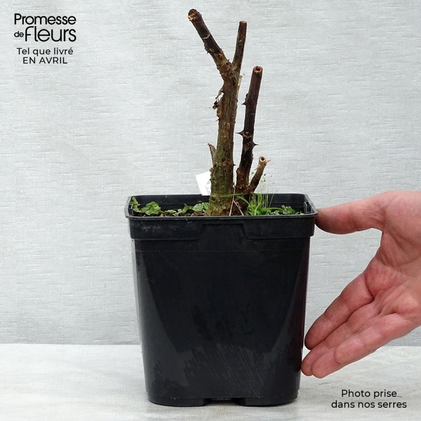 Exemplaar van Erythrina crista-galli Compacta - Koraalstruik Pot van 2 l/3 l zoals geleverd in de lente