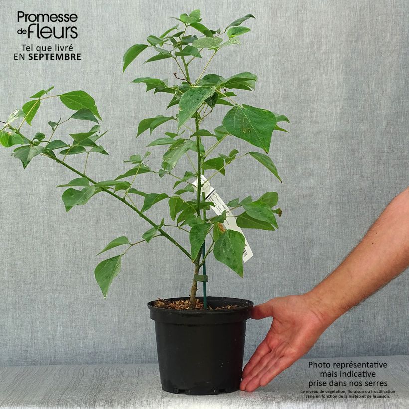 Exemplaar van Erythrina bidwillii - Koraalboom Pot van 2 l/3 l zoals geleverd in de herfst