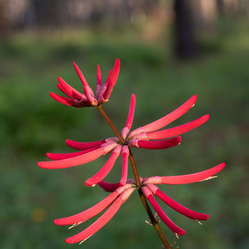 Erythrina Amélie Jeckert - Koraalstruik (Bloei)