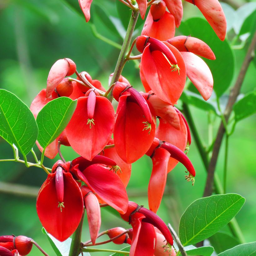 Erythrina crista-galli (zaad) - Koraalstruik (Bloei)