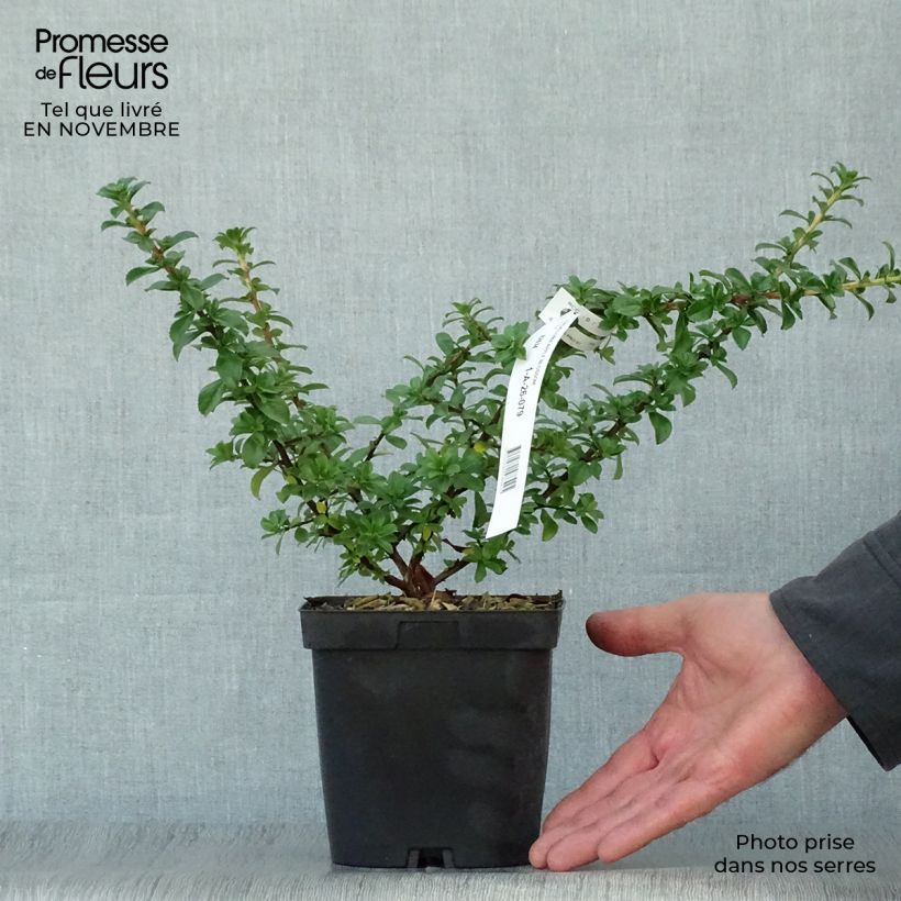 Exemplaar van Escallonia Apple Blossom - Escalloniastruik Pot van 2 l/3 l zoals geleverd in de herfst