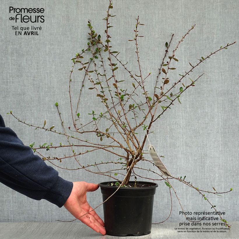 Exemplaar van Escallonia C.F. Ball - Escalloniastruik Pot van 2 l/3 l zoals geleverd in de lente