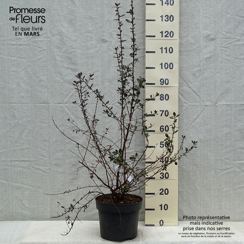 Example of Escallonia C.F. Ball Pot van 7,5 l/10 l as you get in hiver