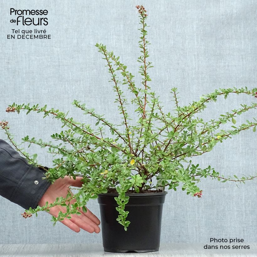 Example of Escallonia Darts Rosy Red Pot van 2 l/3 l as you get in hiver