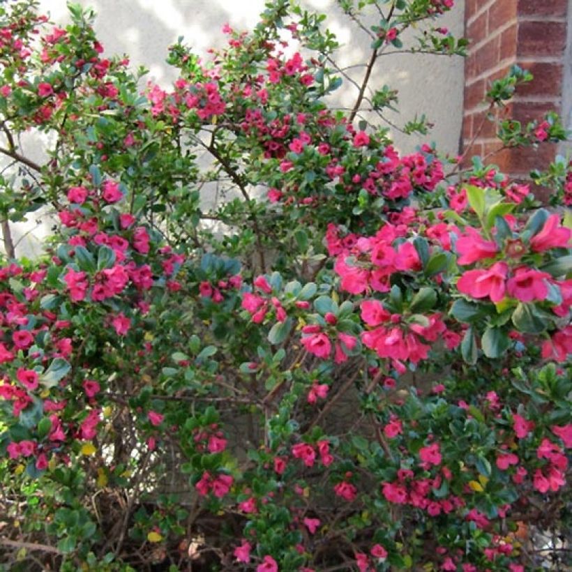 Escallonia Donard Radiance - Escalloniastruik (Plant habit)