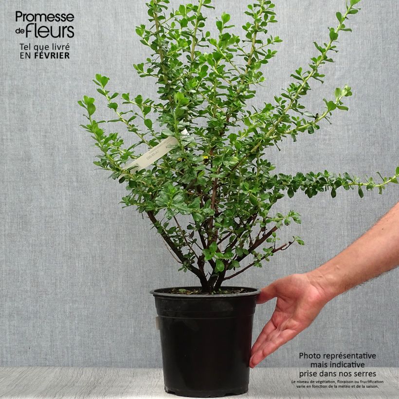 Exemplaar van Escallonia Donard Radiance - Escalloniastruik Pot van 3 l/4 l zoals geleverd in de herfst