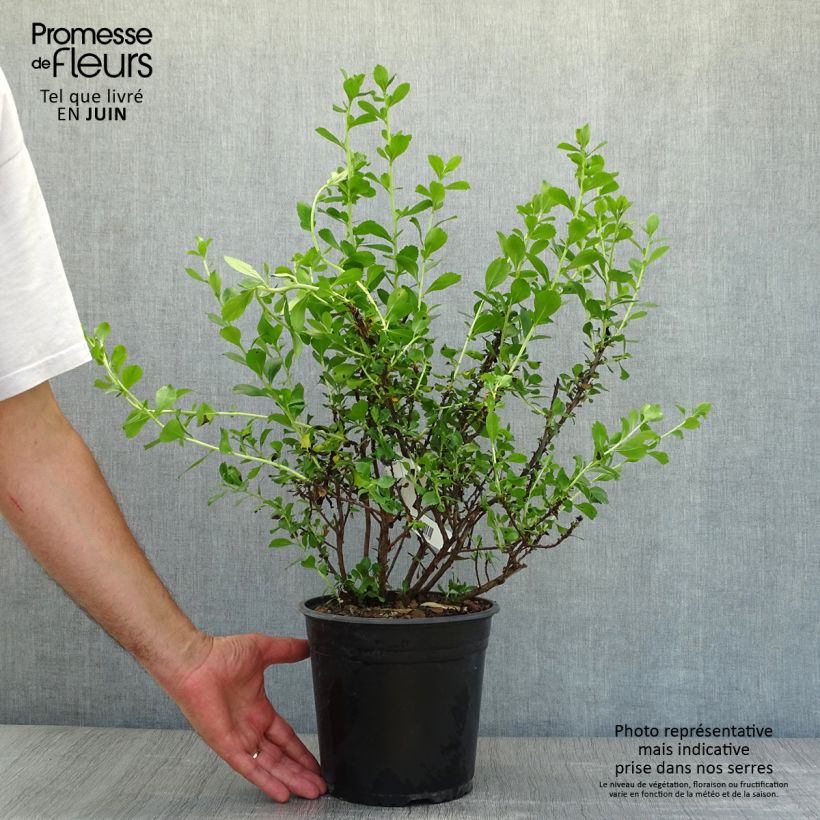 Exemplaar van Escallonia Donard Radiance - Escalloniastruik Pot van 3 l/4 l zoals geleverd in de zomer