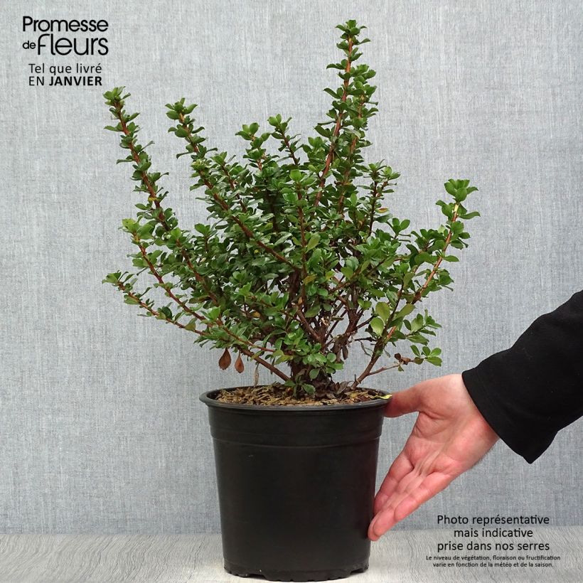 Example of Escallonia Donard Radiance Pot van 3 l/4 l as you get in hiver