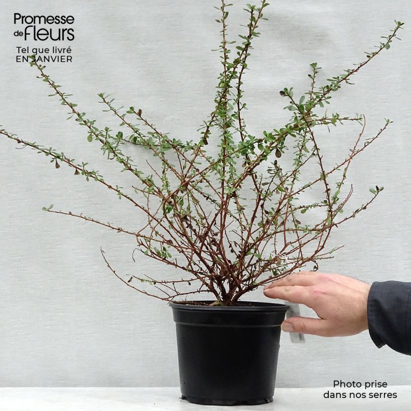 Example of Escallonia Donard Seedling  Pot van 1 l/1,5 l as you get in hiver