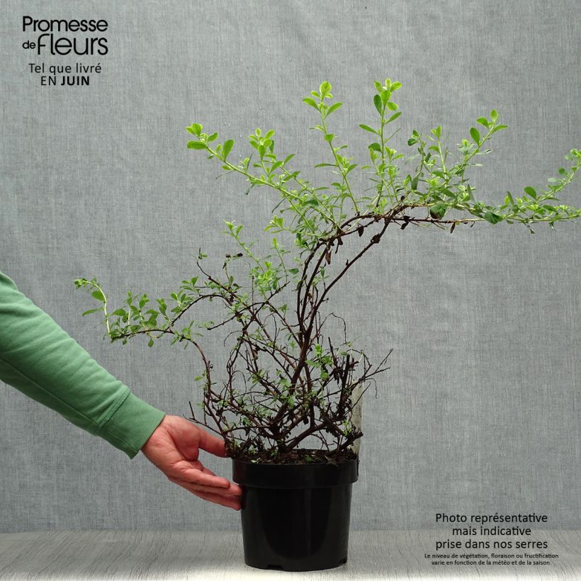 Exemplaar van Escallonia Donard Seedling - Escalloniastruik Pot van 1 l/1,5 l zoals geleverd in de zomer