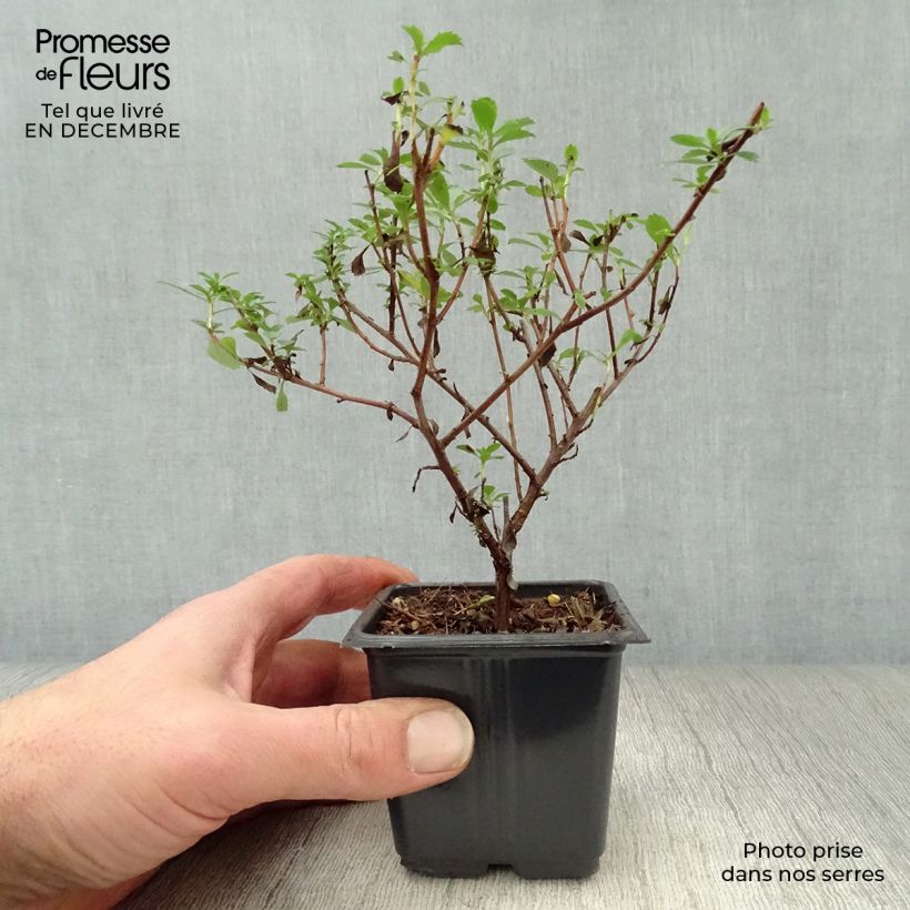 Example of Escallonia Donard Seedling  Kweekpotje van 8/9 cm as you get in hiver