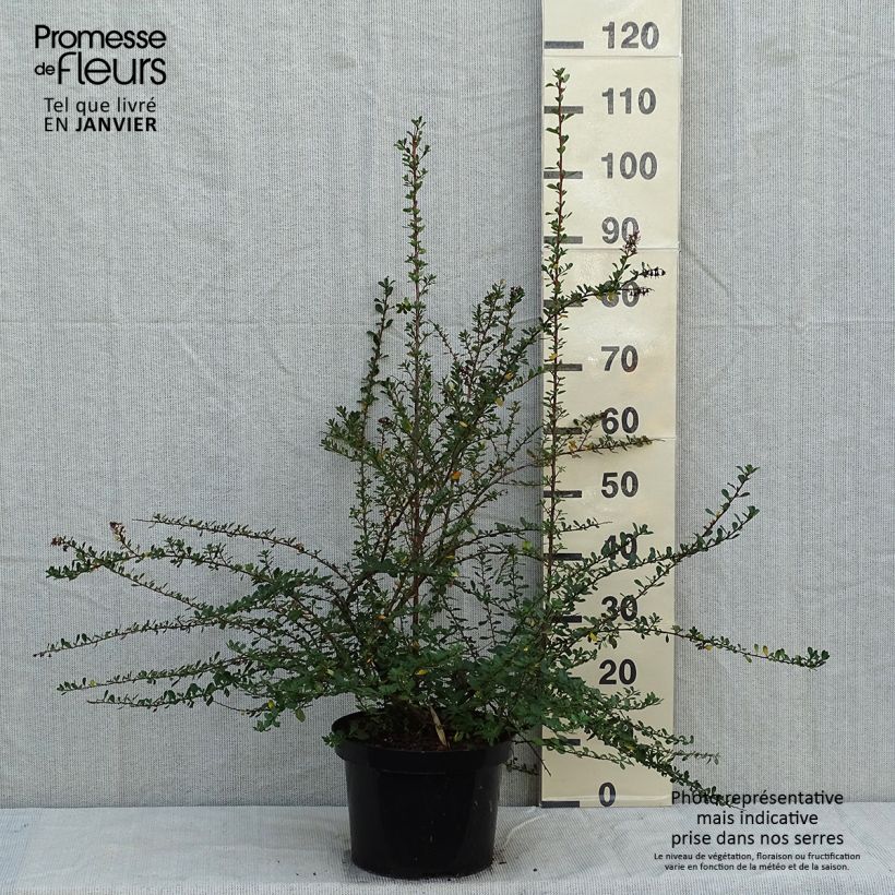Example of Escallonia Donard Seedling  Pot van 7,5 l/10 l as you get in hiver