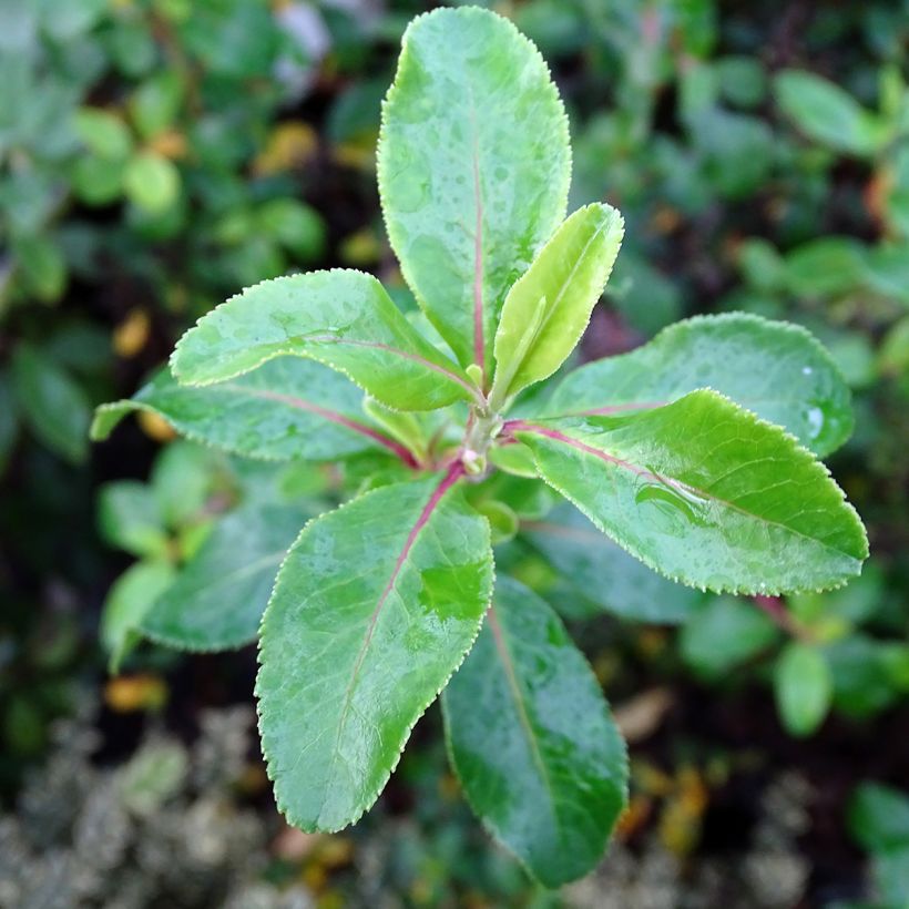 Escallonia Iveyi - Escalloniastruik (Foliage)