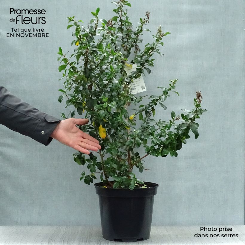 Exemplaar van Escallonia Iveyi - Escalloniastruik Pot van 7,5 l/10 l zoals geleverd in de herfst