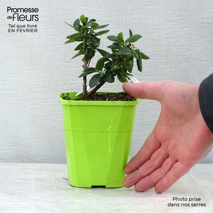 Example of Escallonia Pink Elle Pot van 1 l/1,5 l as you get in hiver