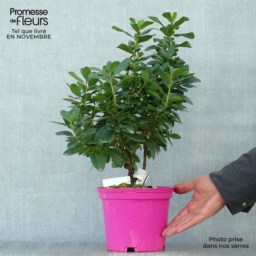 Exemplaar van Escallonia laevis Pink Elle - Escalloniastruik Pot van 2 l/3 l zoals geleverd in de herfst