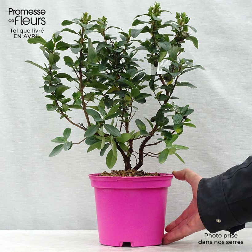 Exemplaar van Escallonia laevis Pink Elle - Escalloniastruik Pot van 2 l/3 l zoals geleverd in de lente