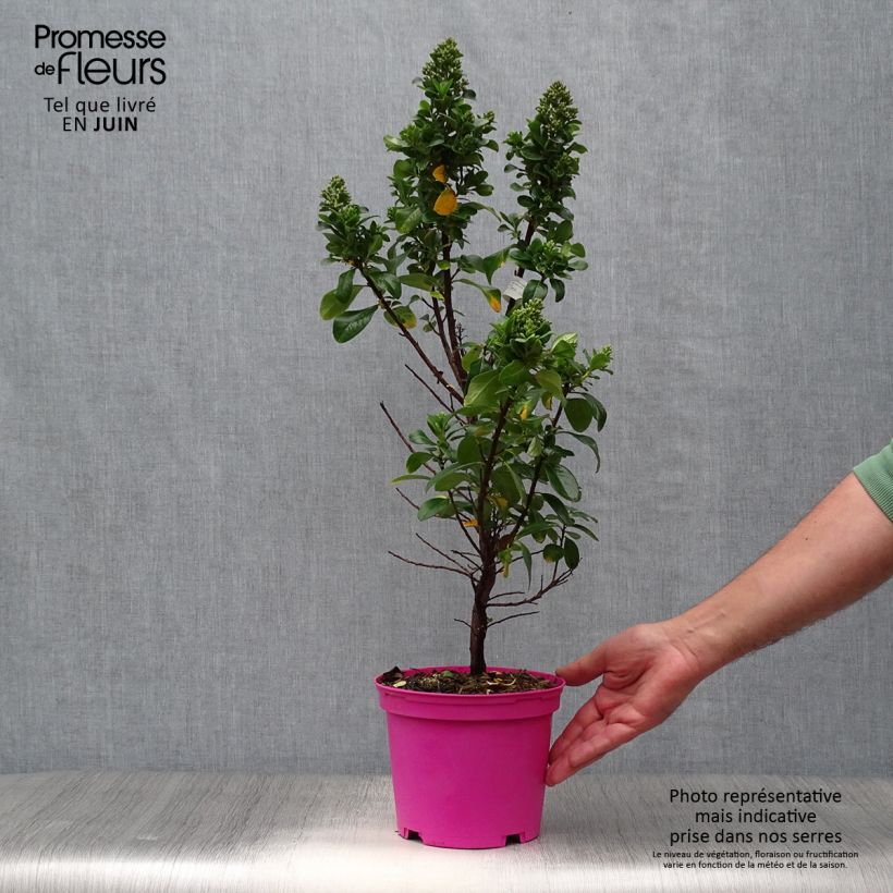 Exemplaar van Escallonia laevis Pink Elle - Escalloniastruik Pot van 2 l/3 l zoals geleverd in de zomer