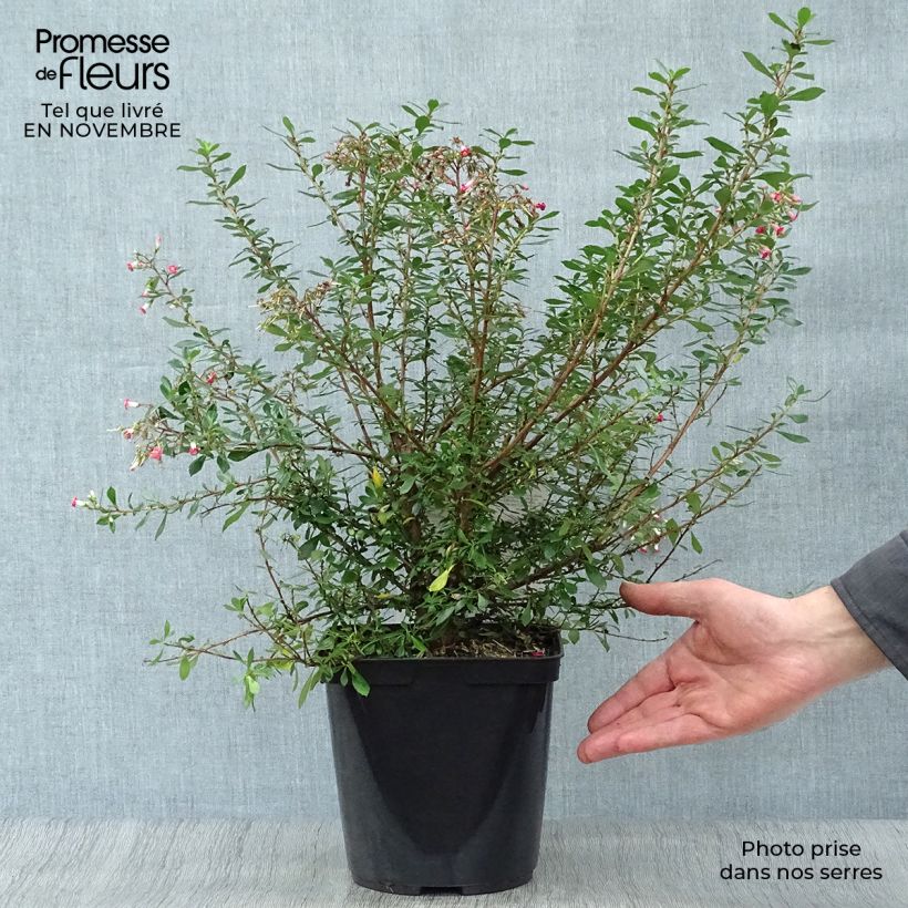 Example of Escallonia Red Carpet Pot van 3 l/4 l as you get in automne