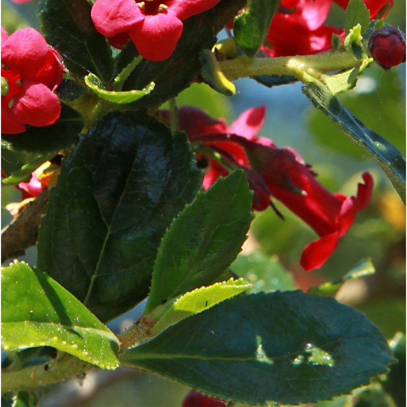Escallonia compacta Coccinea - Escalloniastruik (Foliage)