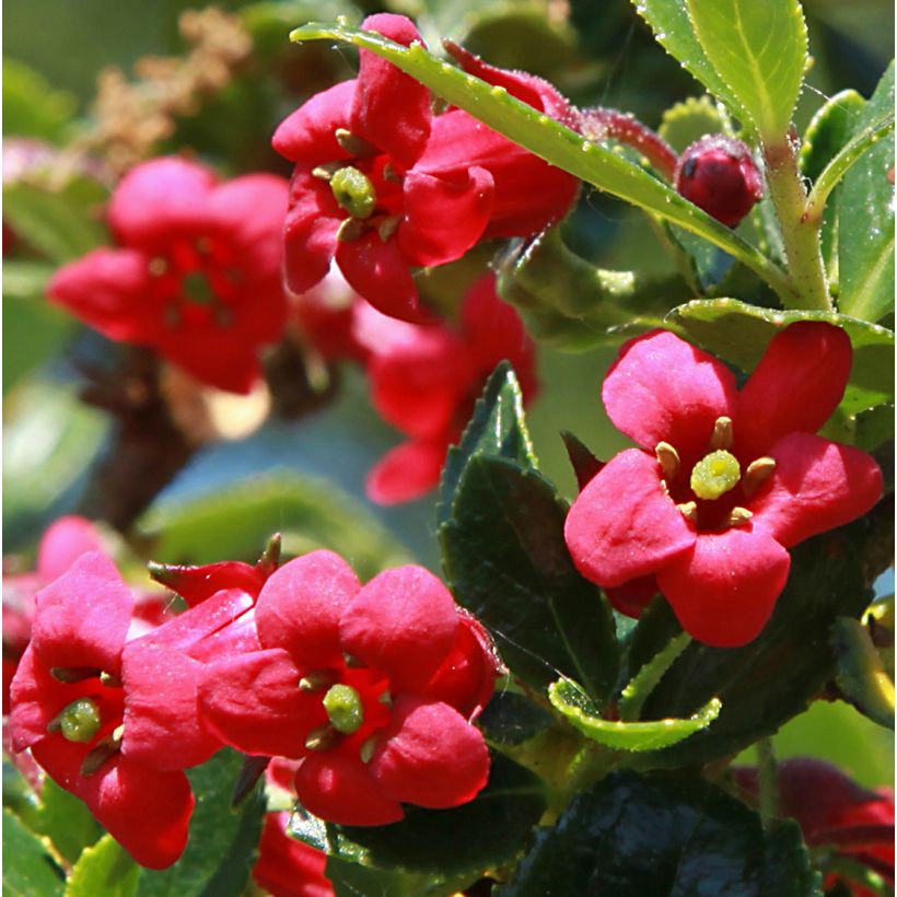 Escallonia compacta Coccinea - Escalloniastruik (Flowering)