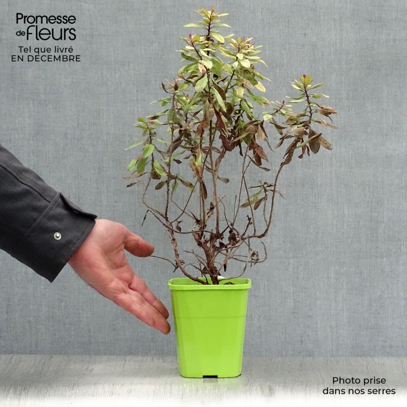 Example of Escallonia hybride Glowing Embers Pot van 3 l/4 l as you get in hiver