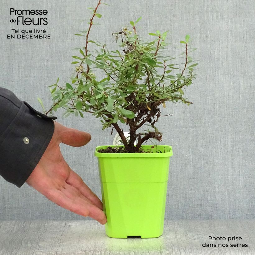 Example of Escallonia hybride Golden Carpet Pot van 1 l/1,5 l as you get in hiver