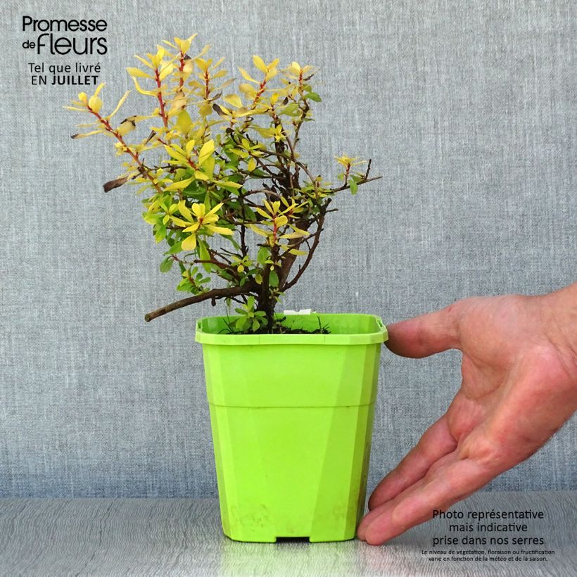 Exemplaar van Escallonia Golden Carpet - Escalloniastruik Pot van 1 l/1,5 l zoals geleverd in de zomer