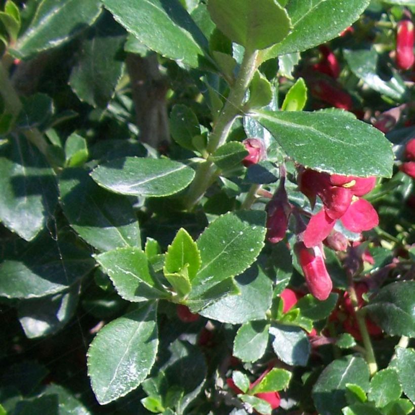 Escallonia Red Dream - Escalloniastruik (Foliage)