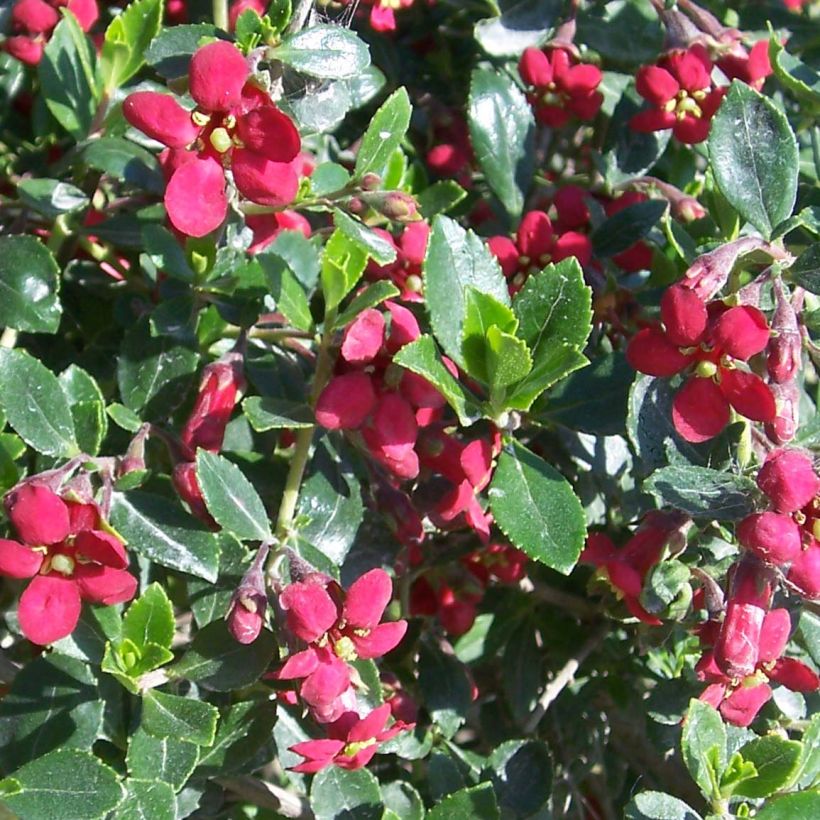 Escallonia Red Dream - Escalloniastruik (Flowering)