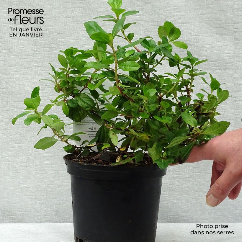 Example of Escallonia laevis Gold Ellen Pot van 2 l/3 l as you get in hiver