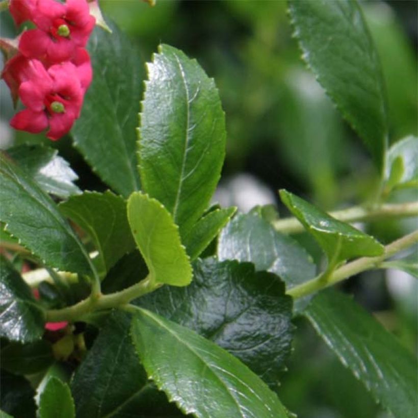 Escalloniastruik Crimson Spire - Escallonia rubra (Foliage)