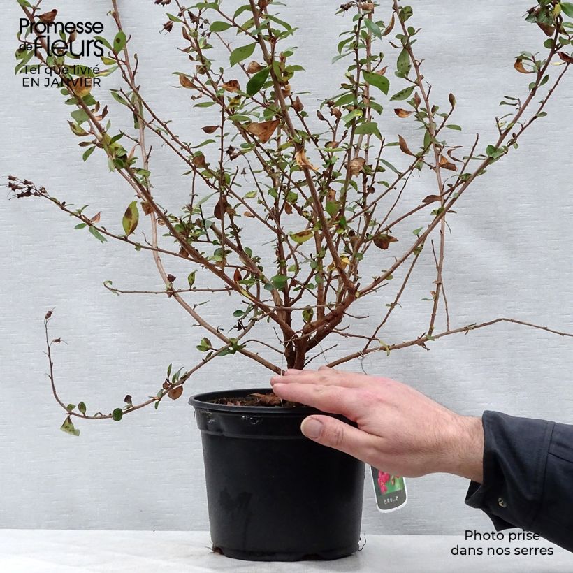 Example of Escallonia rubra Crimson Spire Pot van 2 l/3 l as you get in hiver