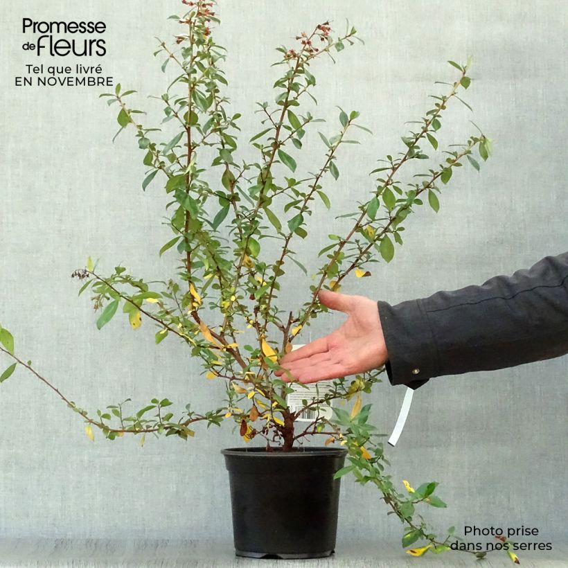 Exemplaar van Escalloniastruik Crimson Spire - Escallonia rubra Pot van 2 l/3 l zoals geleverd in de herfst