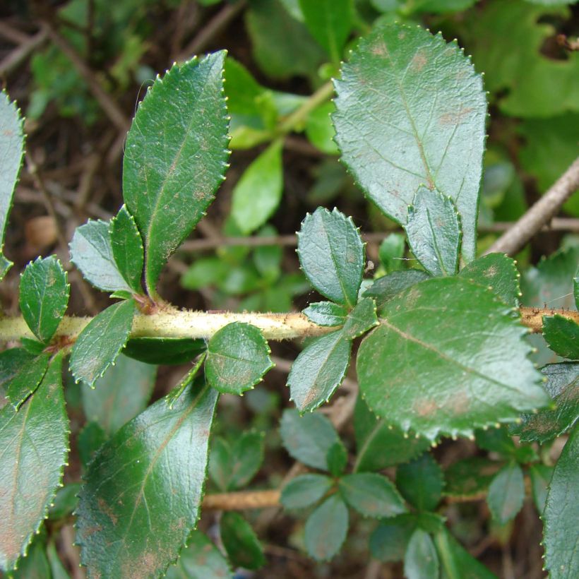 Escallonia rubra macrantha - Escalloniastruik (Foliage)